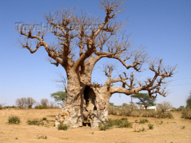 SENEGAL