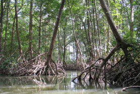Isola di Marajó