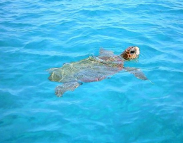 Zante