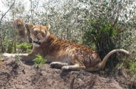 Nairobi