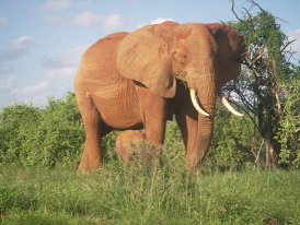 Nairobi