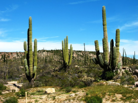 Baja California