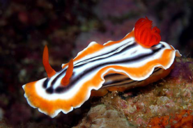 Mindoro
